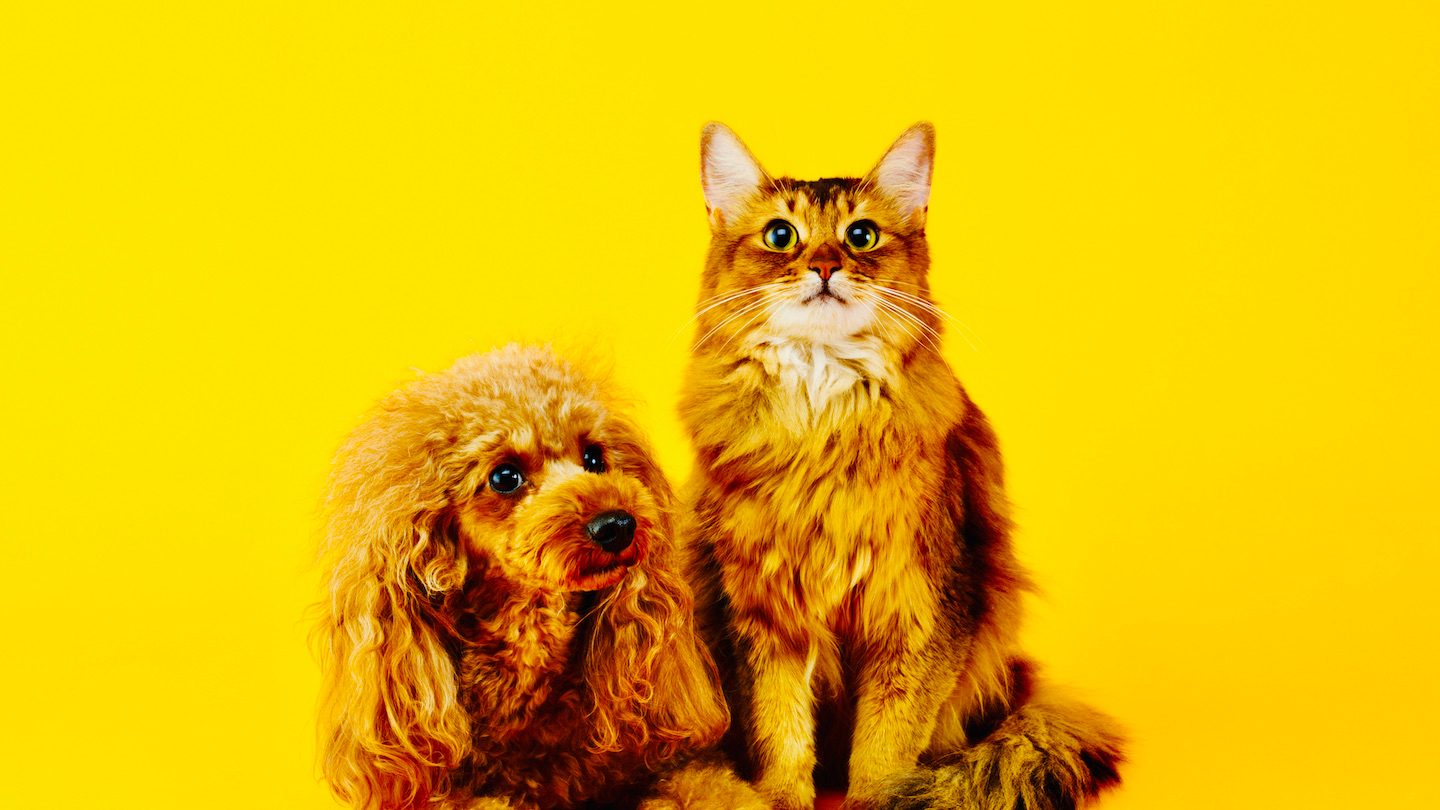 Are Cats Or Dogs Cheaper